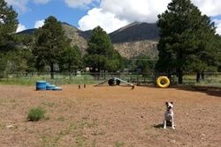 Bushmaster Dog Park pet friendly dog parks in Flagstaff Arizona
