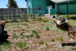 Cinder Hills Boarding Kennels pet care in Flagstaff, Arizona