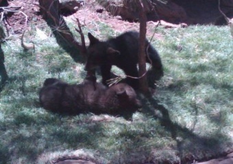 pet friendly vacation rental home in Flagstaff, Arizona