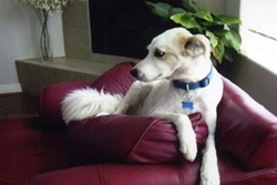 Peaceful Hearts Pet Sitting Pet Care in Flagstaff Arizona