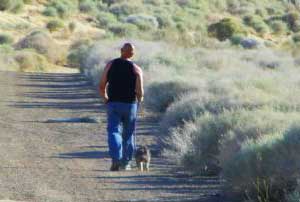 dogs and the desert heat